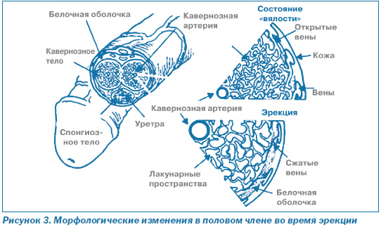 Как продлить половой акт? Способы продления полового акта.