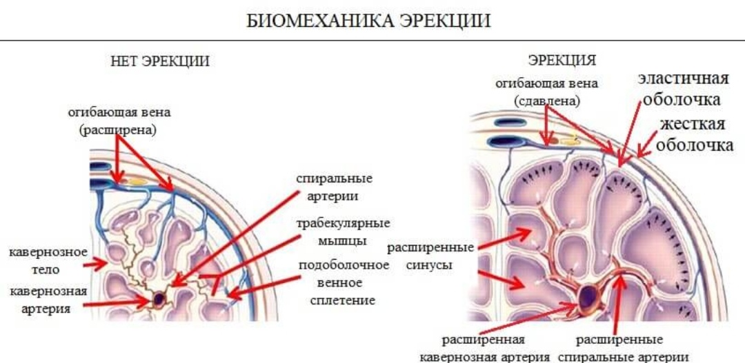 Эрекция - Википедия