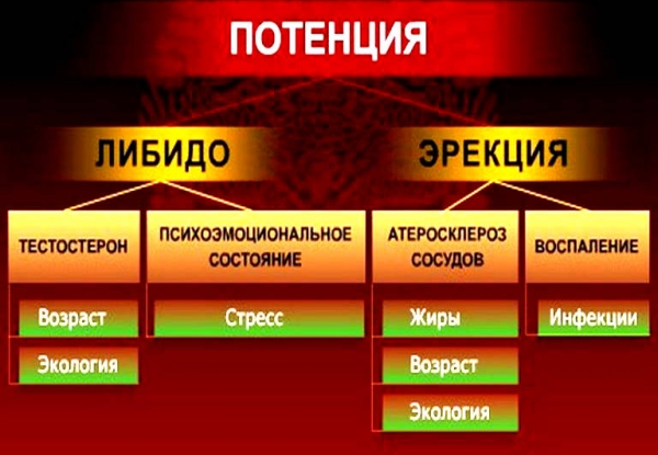 Как улучшить потенцию без препаратов и таблеток народные.