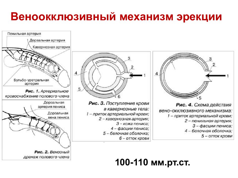 Эрекционные кольца. Для чего. - Маркетплейс