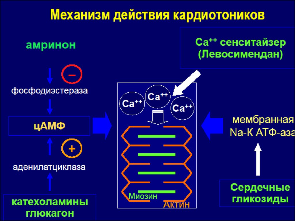 Продукты, повышающие потенцию у мужчин какие овощи и фрукты.